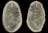 Neuropteris Fern Fossil (Pos/Neg) - Mazon Creek #89949-1